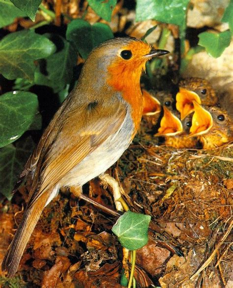 European Robin & chicks in their nest