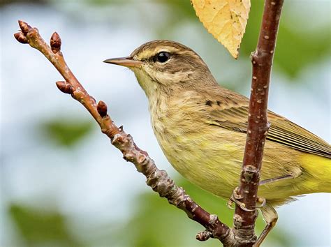 Blackpoll Warbler Photograph by Noble Nuthatch - Fine Art America