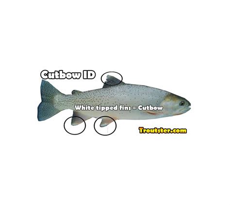 How To Identify A Cutbow - Rainbow/Cutthroat Hybrid Pictures