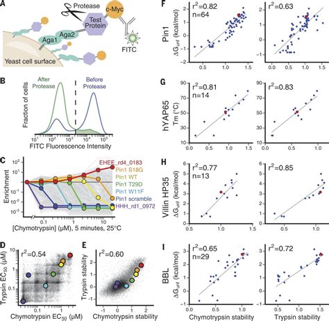 Global analysis of protein folding using massively parallel design, synthesis, and testing | Science