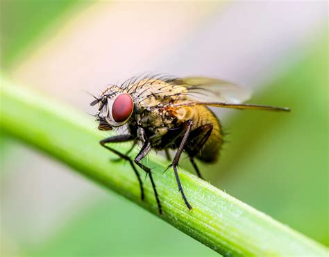 How do flies decide what to eat? - Earth.com