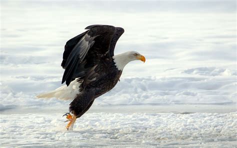 Bald Eagle Flying Over Mountains HD desktop wallpaper High | Bald eagle, Eagle wallpaper, Animals