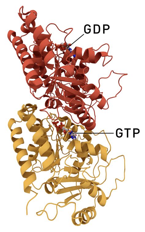 Difference Between Alpha and Beta Tubulin | Compare the Difference ...