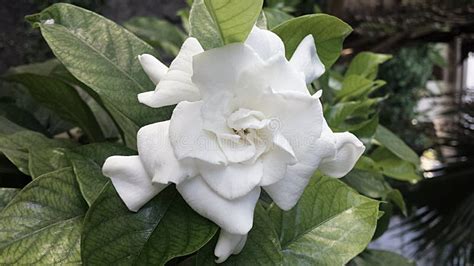 White Rosal Flower Stock Photos - Free & Royalty-Free Stock Photos from Dreamstime