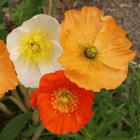 Iceland Poppy Seeds | Papaver Nudicaule Seeds in 2020 | Papaver, Icelandic poppies, Wildflower seeds