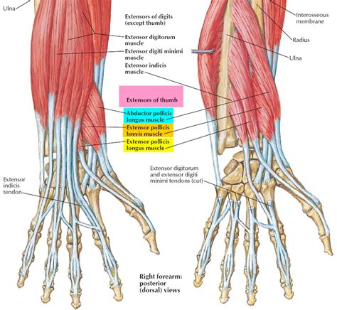 De Quervain’s Tenosynovitis - Causes, Symptoms, Test, Exercise, Surgery