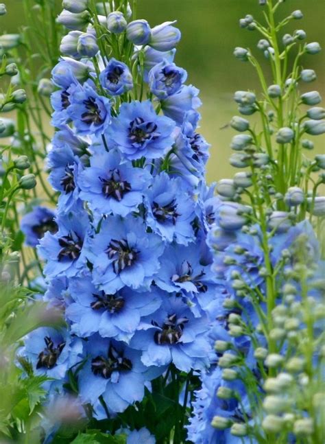 Delphinium elatum "Moonlight Blues" | Delphinium flowers, Beautiful flowers, Flower garden
