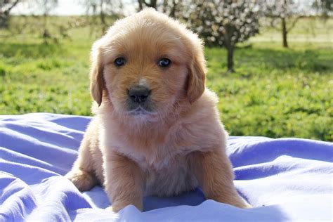 Golden Retriever Puppies For Sale | Chevromist Kennels Puppies Australia