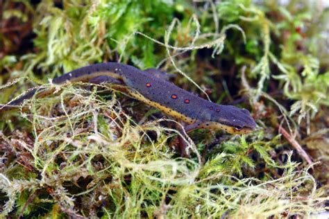 What Do Newts Eat in the Wild and as Pets? Vet-Approved Feeding Guide | Pet Keen