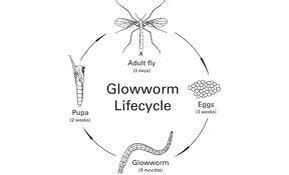 Taxonomy - The glowing phenomenon