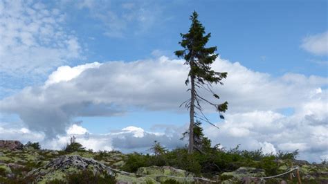 Choosing Memorial Trees | Old Tjikko: The 9,550 Year Old Norway Spruce — The Living Urn