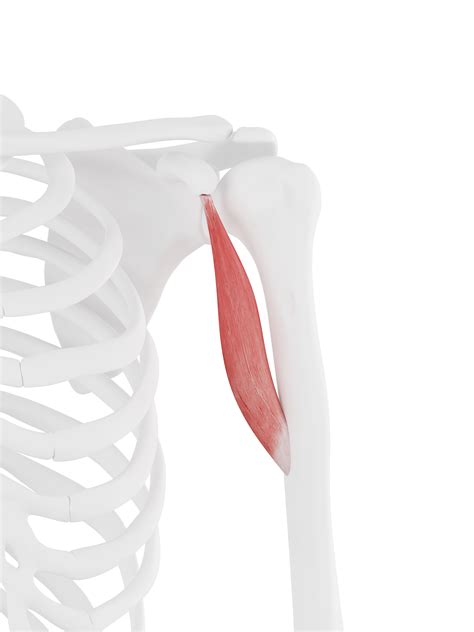 Pin on Muscle Anatomy