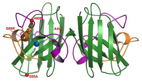 Molecules | Free Full-Text | Mutations in Superoxide Dismutase 1 (Sod1) Linked to Familial ...