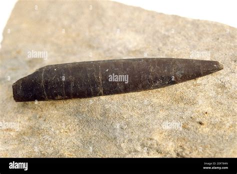 Belemnite fossil. Belemnites are extinct cephalopoda squid-like. Sample Stock Photo - Alamy