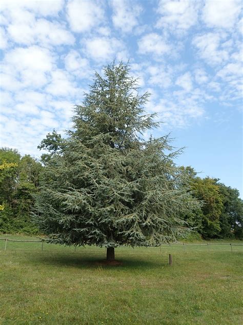 cedre bleu de l'atlas - cedrus atlantica | Country roads, Tree, Plants