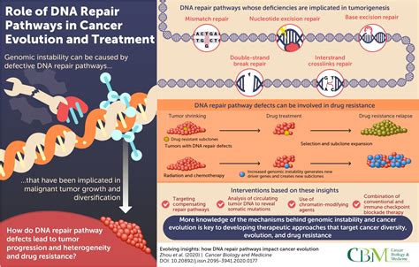 Scientists examine DNA repair pathways and their impact on cancer evolution