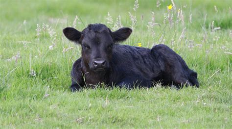 Louisiana Angus Show Cattle — Keco Farm