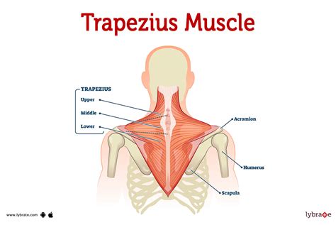 Trapezius Muscle (Human Anatomy): Image, Functions, Diseases and Treatments