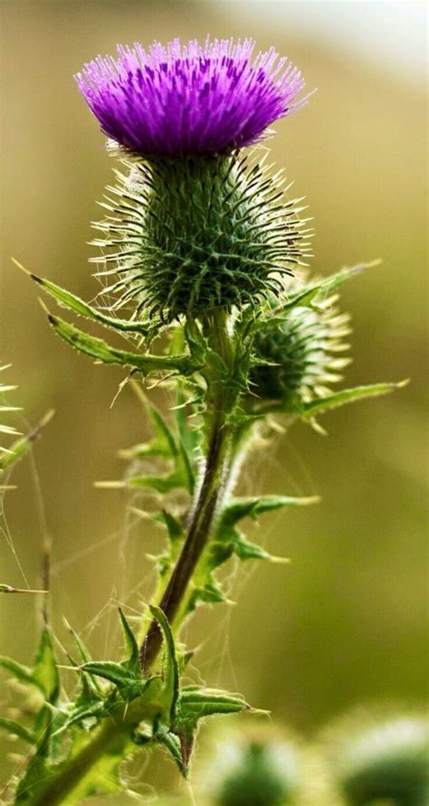 Thistle | Scottish flowers, Tall purple flowers, Thistle flower