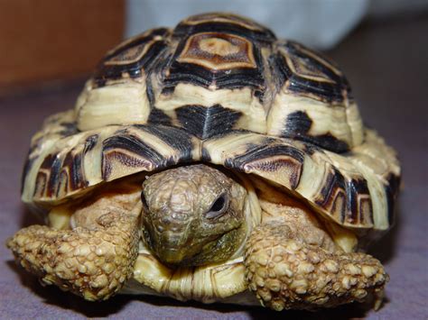 Leopard Tortoise Care - CHICAGO EXOTICS ANIMAL HOSPITAL