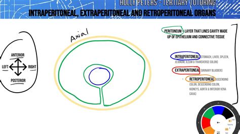 Peritoneal Vs Retroperitoneal Organs