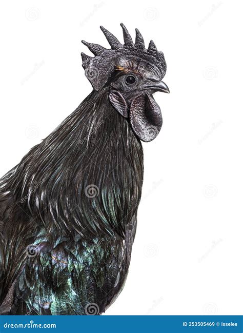 Portrait, Close-up of a Ayam Cemani Rooster, Isolated Stock Image ...