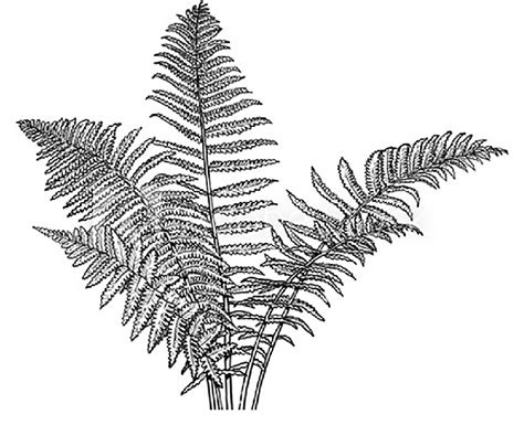 Fern leaves, representing a classical fractal example. | Download Scientific Diagram