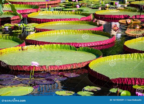 Giant Amazon Water Lily, Victoria Amazonica Stock Photo | CartoonDealer.com #34739364