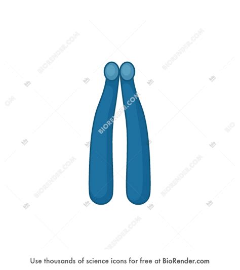 Free Chromosome (simple, telocentric) Icons, Symbols & Images | BioRender