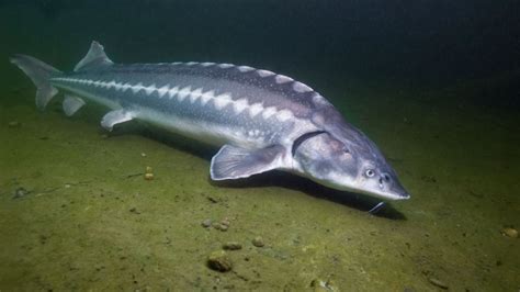 Are Sturgeon Dangerous? - American Oceans