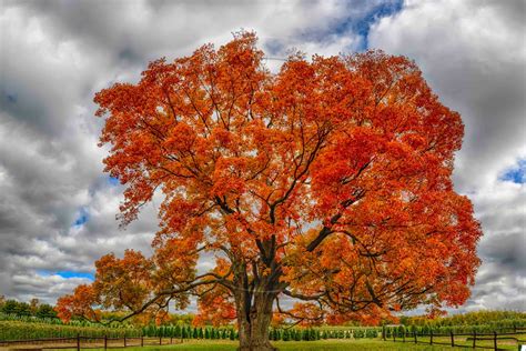 Mindblowing Planet Earth: Maple (Acer), Nature’s Favorite Tree to Grow