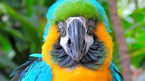 Polly is a Parrot Photograph by Tammy J - Fine Art America