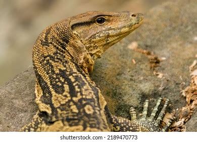 Indonesian Monitor Lizard Biawak River Habitat Stock Photo 2189470773 ...