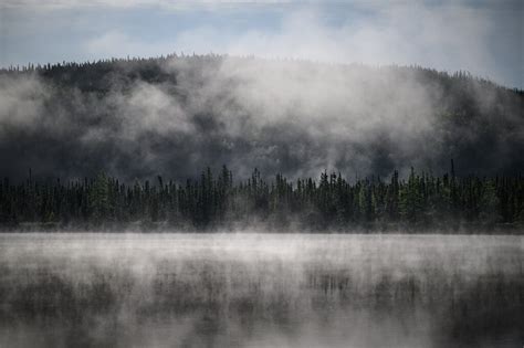 Subarctic Boreal Forest, Vital For The Planet, Is At Risk - TrendRadars