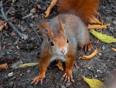 Eurasian Red Squirrel | The Animal Facts | Appearance, Diet, Habitat