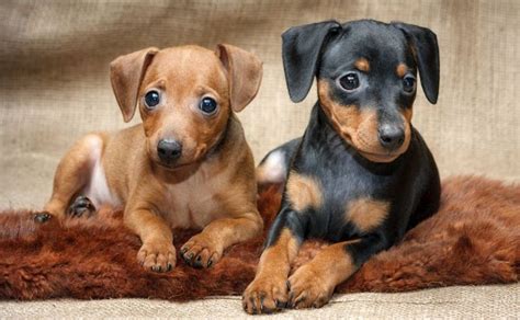 dachshund miniature pinscher mix | Miniature pinscher puppy, Mini pinscher, Dog breeds