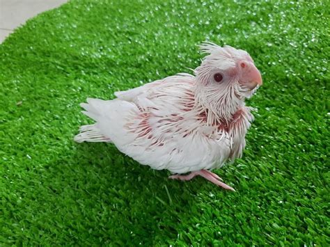 The Albino Cockatiel Price - Breeding Cockatiel Breeding Cockatiel