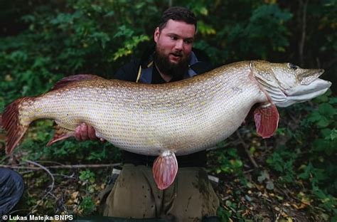 Pike weighing 53lb that would have been British world record is found ...