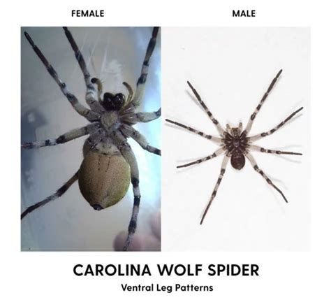 Male Vs Female Wolf Spider Markings: What’s the Difference?