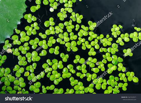 14,775 Duckweed Lake Images, Stock Photos & Vectors | Shutterstock