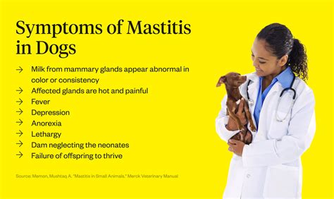 Mastitis In Dogs: Symptoms, Causes Treatment Dutch, 41% OFF