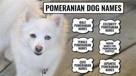 110+ Best Pomeranian Dog Names With Meanings - Petmoo