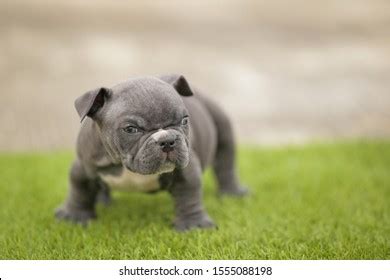 18 Micro American Bully Images, Stock Photos & Vectors | Shutterstock