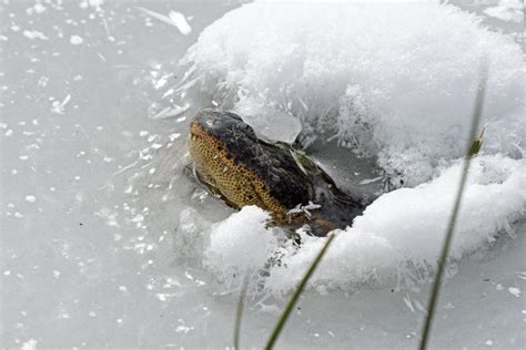 Alligators in Frozen Lakes Stick Their Snouts Out of Ice to Survive - Newsweek