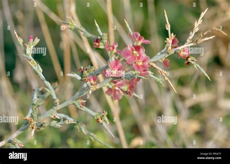 Noaea - Noaea mucronata Desert & scrubland plant from Middle East Stock Photo - Alamy