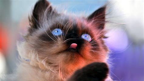 Blue Eyes Cat HD desktop wallpaper : Widescreen : High Definition ...