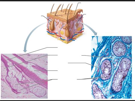 Cutaneous glands Diagram | Quizlet