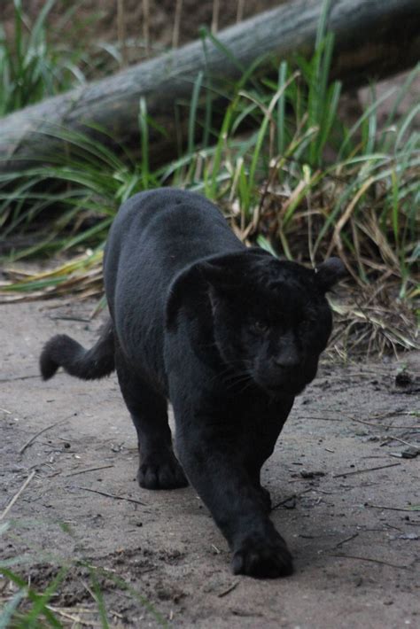 Melanistic jaguar - ZooChat