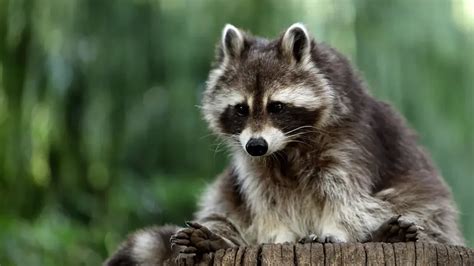 179+ Awesome Raccoon Names (Good, Cute, And Funny Ideas)