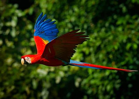 22 Scarlet Macaw Facts: Guide to the Beautiful Ara macao | JustBirding